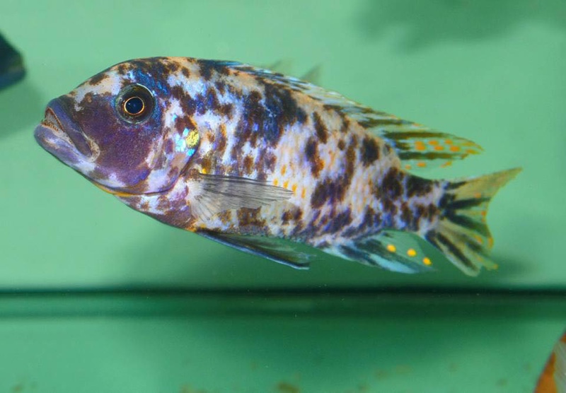 Maylandia fainzilberi 'Lutara Reef'